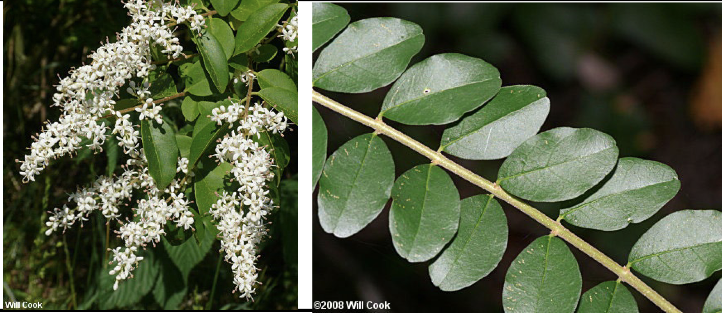 <p>Family<br>Genus<br>Species<br>Common Name</p>