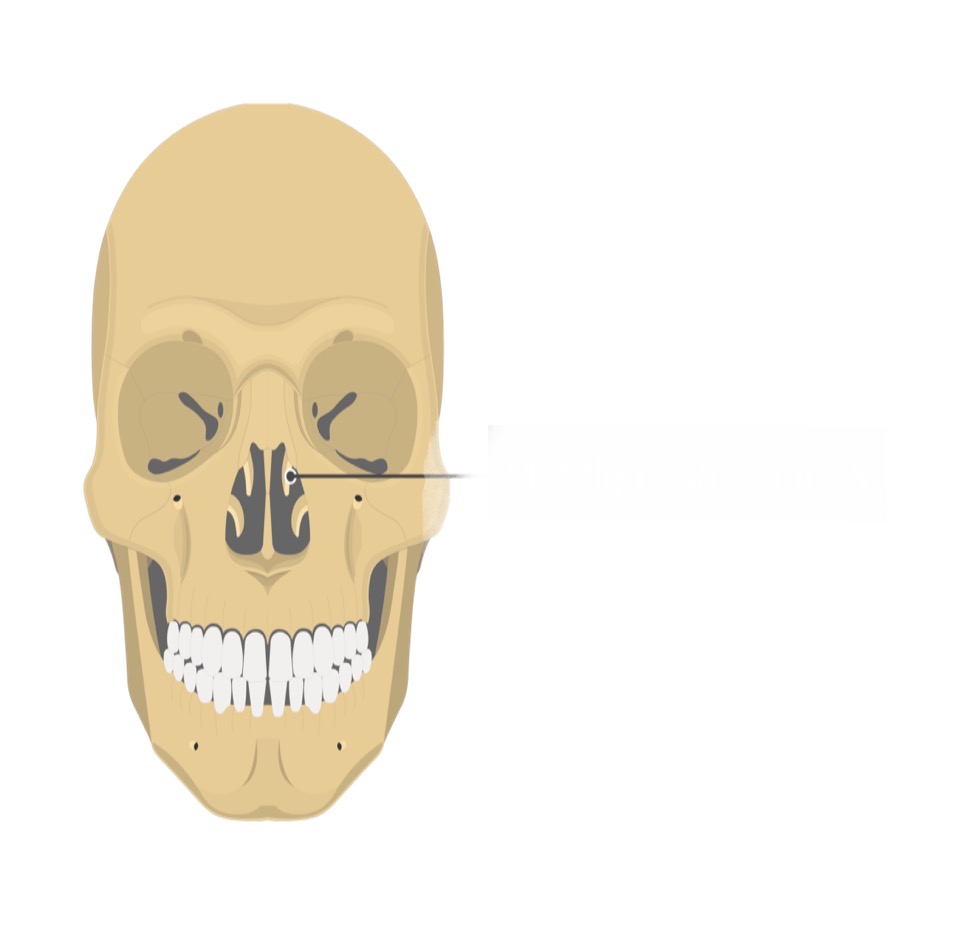 <p>Middle nasal concha</p>