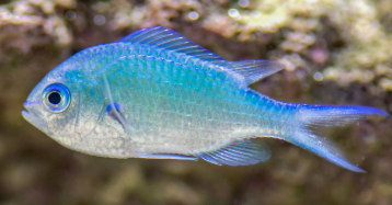 <p>Continuous colour, deeply forked tails, smaller </p>