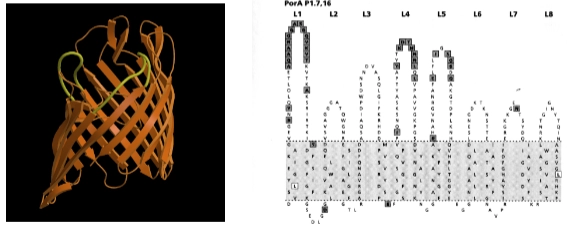 <p>= dit is een porine, een groot transportkanaal in het buitenmembraan van de bacterie </p><ul><li><p><strong>De normale biologische functie:</strong> Het dient als een passief kanaal voor de diffusie van <strong>voedingsstoffen</strong> (<em>nutrients</em>) naar binnen. De bacterie heeft PorA dus keihard nodig om te eten. </p></li><li><p><strong>De medische relevantie:</strong> Omdat PorA massaal aanwezig is aan de buitenkant, is het de <em>major immunogenic protein</em> in mensen. Ons immuunsysteem herkent dit eiwit direct en maakt er antistoffen tegen. Daarom is het een heel belangrijk <strong>vaccinkandidaat</strong> (<em>vaccine candidate</em>).</p></li></ul><p><span><strong>→ De genetische truc van PorA (De lussen variëren)</strong></span> <br>In de structuren onderaan de dia zie je hoe PorA is opgebouwd. Het is een beta-barrel (een koker van oranje bèta-sheets die in het membraan zit). </p><ul><li><p><span><strong>De lussen (loops):</strong></span> De delen van het eiwit die <span><em>binnen</em></span> het membraan zitten (het grijze vlak in het rechter diagram) veranderen nauwelijks. Maar de delen die aan de buitenkant uitsteken en blootgesteld worden aan de gastheer—de <span><strong>surface exposed loops</strong></span> (L1 t/m L8)—zijn hypervariabel.</p></li><li><p>V<span><strong>ariatie in aminozuren:</strong></span> De bacterie verandert door mutaties en genetische variatie continu de volgorde van aminozuren (<span><em>Amino Acid sequence</em></span>) in deze lussen.<span><strong> </strong></span><br><span><strong>→ Wat is het gevolg hiervan?</strong></span> <br>Als jouw immuunsysteem antistoffen heeft gemaakt die precies passen op Lus 1 (L1) van PorA, dan overleeft de bacterie dat niet. Maar als er door een genetische variatie ineens een <span><em>Neisseria</em></span> ontstaat waarbij Lus 1 een net iets andere aminozuurvolgorde heeft, passen jouw antistoffen niet meer. Die bacterie ontsnapt aan de afweer, kan vrolijk blijven delen en infecteert de gastheer opnieuw.</p></li></ul><p></p>
