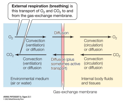 <p>O2 always via diffusion • CO2 usually via diffusion, but transported actively (as HCO2 ) in some freshwater animals • In some animals the whole body surface is a gas-exchange membrane. • Other animals have specialized breathing surfaces/structures where this occurs</p>