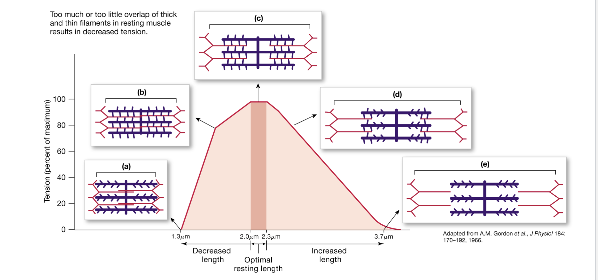 <ul><li><p>a muscle produces different amounts of force depending on how stretched/shortened it is</p></li><li><p>the amount of force depends on the starting length of the sarcomere, because starting length determines how much actin and myosin overlap</p><ul><li><p>actin - myosin overlap → determines how many cross-bridges can form → determines force</p></li></ul></li><li><p>general relationship: appropriate overlap → many cross-bridges → high force</p><ul><li><p>can be too little or too much overlap of thick and thin filaments in resting muscles which results in decreased tension</p></li></ul></li><li><p>graph - descriptions</p><ul><li><p>a and b</p><ul><li><p>sarcomere is too short (increased overlap)</p></li><li><p>filaments begin interfering with one another and the thick filament approaches/compresses against the z discs; thin filaments from opposite sides also overlap excessively</p></li><li><p>interferes with effective cross-bridge production so force falls</p></li></ul></li><li><p>c - (2-2.3 um)</p><ul><li><p>actin and myosin have optimal amount of overlap</p><ul><li><p>many myosin heads can interact with actin → lots of cross bridges → maximum active tension</p></li></ul></li></ul></li><li><p>d and e</p><ul><li><p>sarcomere is too stretched (less overlap)</p></li><li><p>fewer myosin heads can reach actin→ fewer cross bridges → less force</p></li></ul></li></ul></li></ul><p></p>