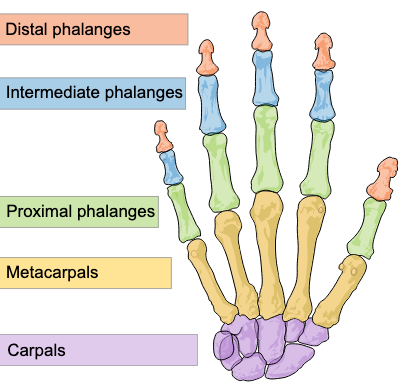 <p>14</p>