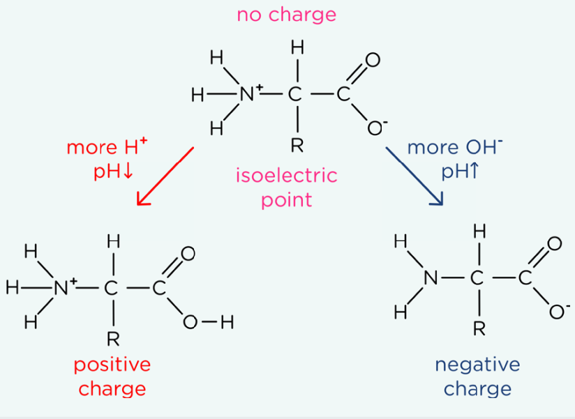 <p>So, a Zwittern Ion can be formed:</p><ul><li><p>The carboxylic group has a tendency of loosing a proton: Basic property, gaining a negtive charge</p></li><li><p>The amine group has a tendency of gaining a proton: Acidic property, gaining a positive charge</p></li><li><p>Since both groups are present then the amino acid has an overall neutral charge</p></li></ul><p>Because they are ionic, amino acids have a high melting point and dissolve well in water, but poorly in non-polar solvents. A typical amino acid is white solid at room temperature, and behaves as an ionic salt.</p><p>When there is strong acidic conditions:</p><ul><li><p>The amine group ONLY gains a proton, PROTONATED, forming overall positive charge</p></li></ul><p>When there is strong alkaline conditions:</p><ul><li><p>The carboxylic group ONLY looses a proton, DEPROTONATED, forming overall negative charge</p></li></ul><p>When there is two amine groups, make sure that both of them gain a proton (amine in the R groups sometimes)</p><p></p>
