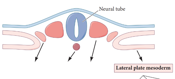 <ul><li><p>forms the heart, blood vessels, blood cells, linings of body cavity, pelvic and limb skeleton</p></li><li><p>farthest from notochord</p></li></ul><p></p>