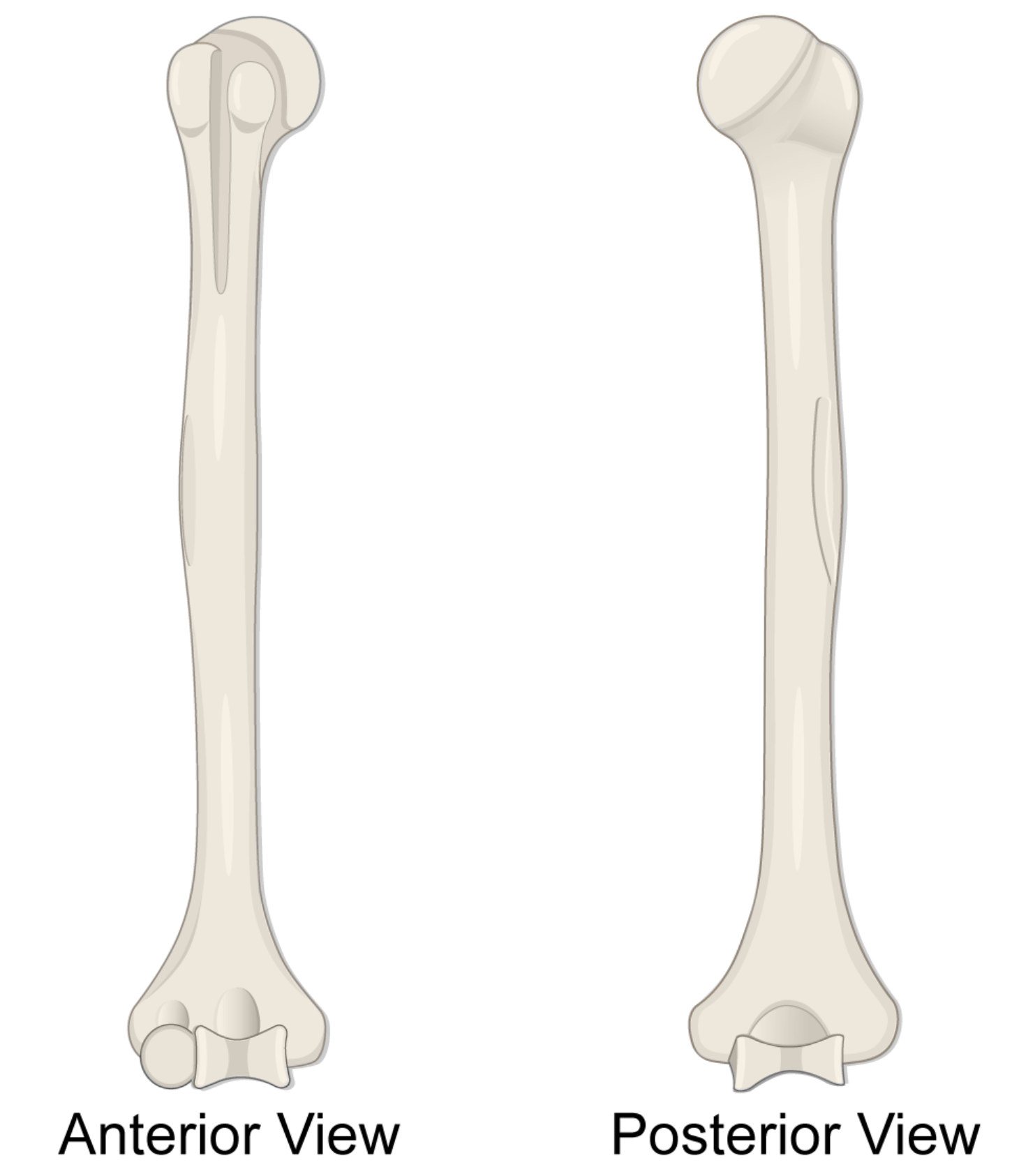 <p>Upper arm bone.</p>