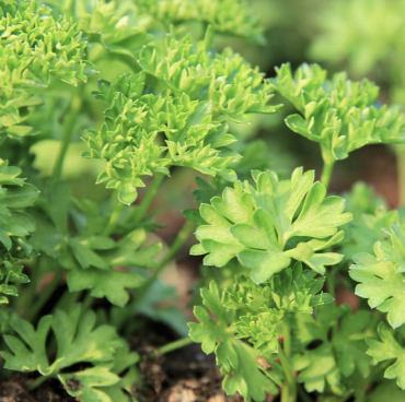 <p>What plant is also known as C. watsonii, and causes severe sunburn in sheep and cattle, due to photoactive substances like furocoumarins, xanthotoxin, and bergapten? There will be reddening and blistering of exposed areas on the body, such as the nose, udder, and external genitals.</p>
