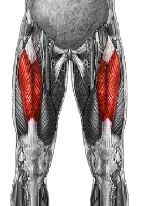 <ul><li><p><span style="background-color: transparent;">Origin: Anterior Inferior iliac spine (AIIS) and superior rim of acetabulum</span></p></li><li><p><span style="background-color: transparent;">Insertion: Tibial tuberosity via patella</span></p></li><li><p><span style="background-color: transparent;">Innervation: Femoral</span></p></li><li><p><span style="background-color: transparent;">Action: Knee extension &amp; Hip flexion (FABER)</span></p></li><li><p><span style="background-color: transparent;">Notes: Biarticular / over vastus intermedius</span></p></li></ul><p></p>