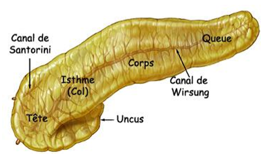 <p>Compléter ce schéma du pancréas</p>