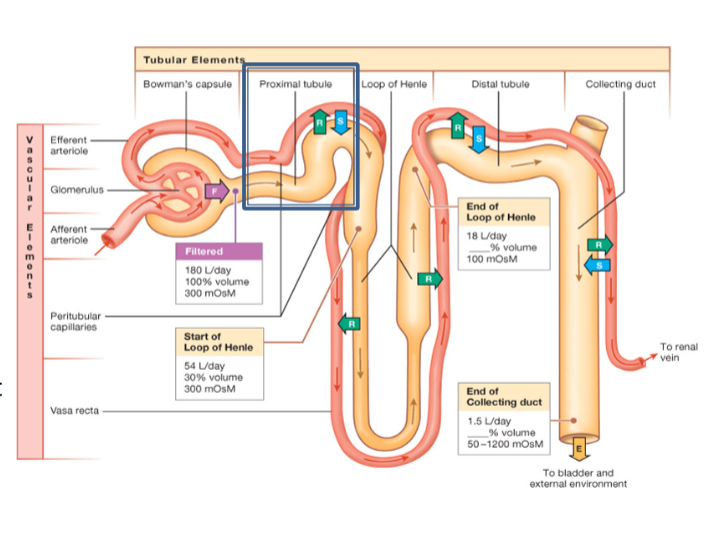 <p>Reabsorbed substances at the proximal tubule</p>