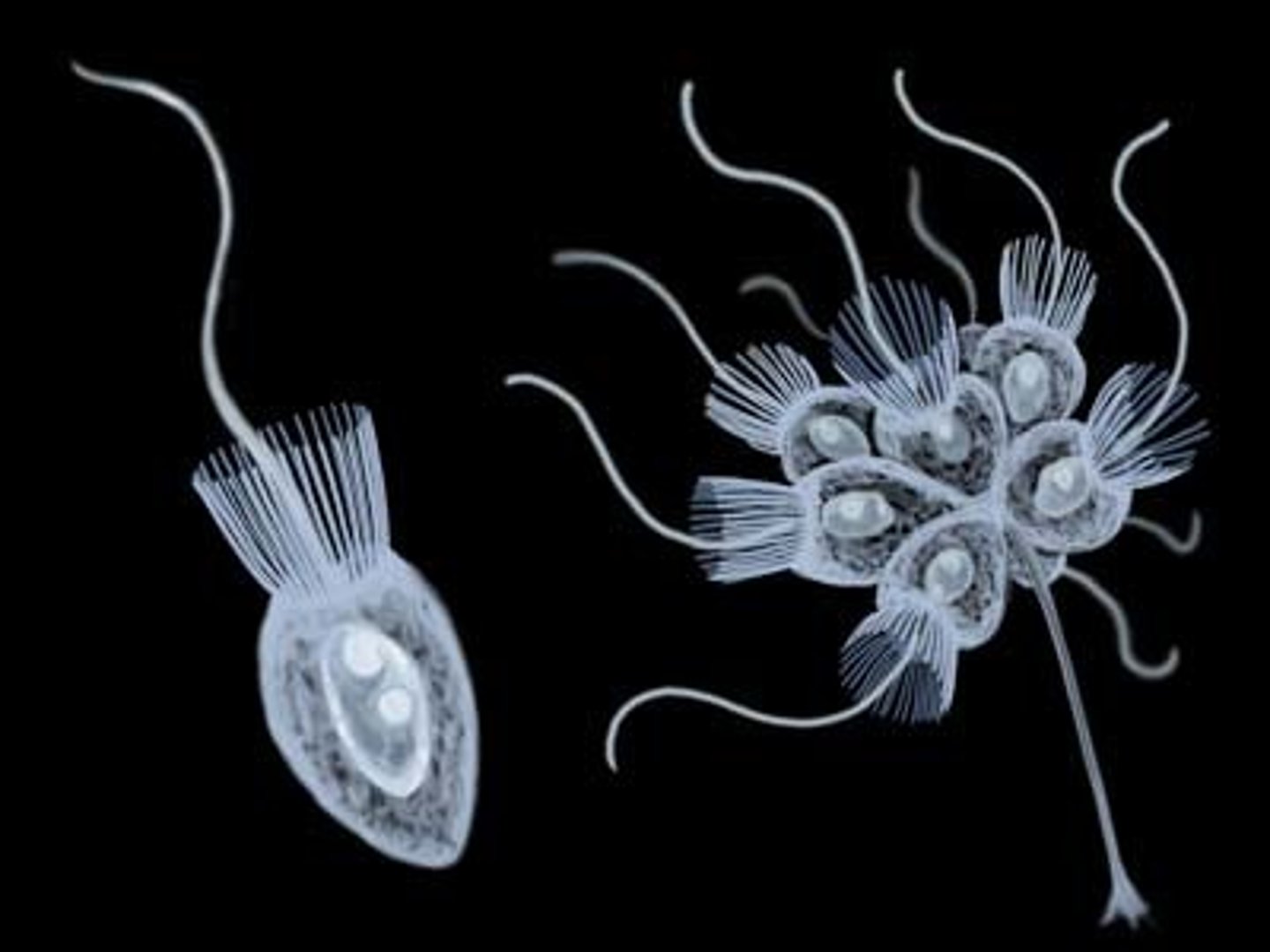 <p>Cell with a flagellum</p>
