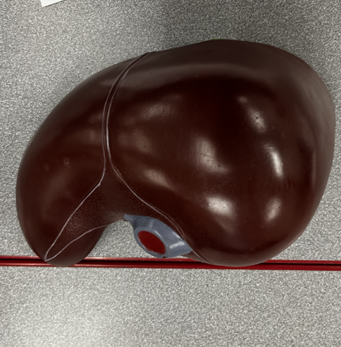 <p>Identify organ</p>