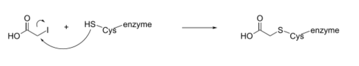 <ul><li><p>Iodoacetate irreversibly inhibits GAPDH by covalently modifiying its active site Cys and preventing formation of thiohemiacetal and thiohester intermediates</p></li><li><p>Arsenate reacts with the thiohester intermediate (instead of phosphate group), decoupling 1,3-bisphosphoglycerate and ATP synthesis </p><ul><li><p>No ATP produced → glycolysis is unfavorable</p></li></ul></li></ul><p></p>
