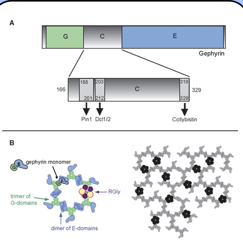 <p><span style="font-family: "Helvetica Light";">- the central scaffold of the GABAergic synapse (and glycinergic synapses)</span></p><p><span style="font-family: "Helvetica Light";">&nbsp;- gephyrin forms a hexagonal, “honeycomb” lattice beneath the membrane that holds GABA<sub>A</sub> receptors in place, along with many other proteins.&nbsp;&nbsp;</span></p>