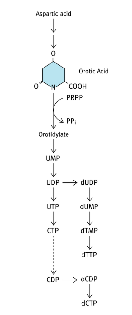 <p>1) Acide aspartique → acide orotique</p><p>2) Acide orotique → orotidylate (réaction utilisant le PRPP)</p><p>3) Orotidylate → UMP</p><p>Pour l’UTP → production par kinases</p><p>Pour le CTP → animation de l’UTP </p>