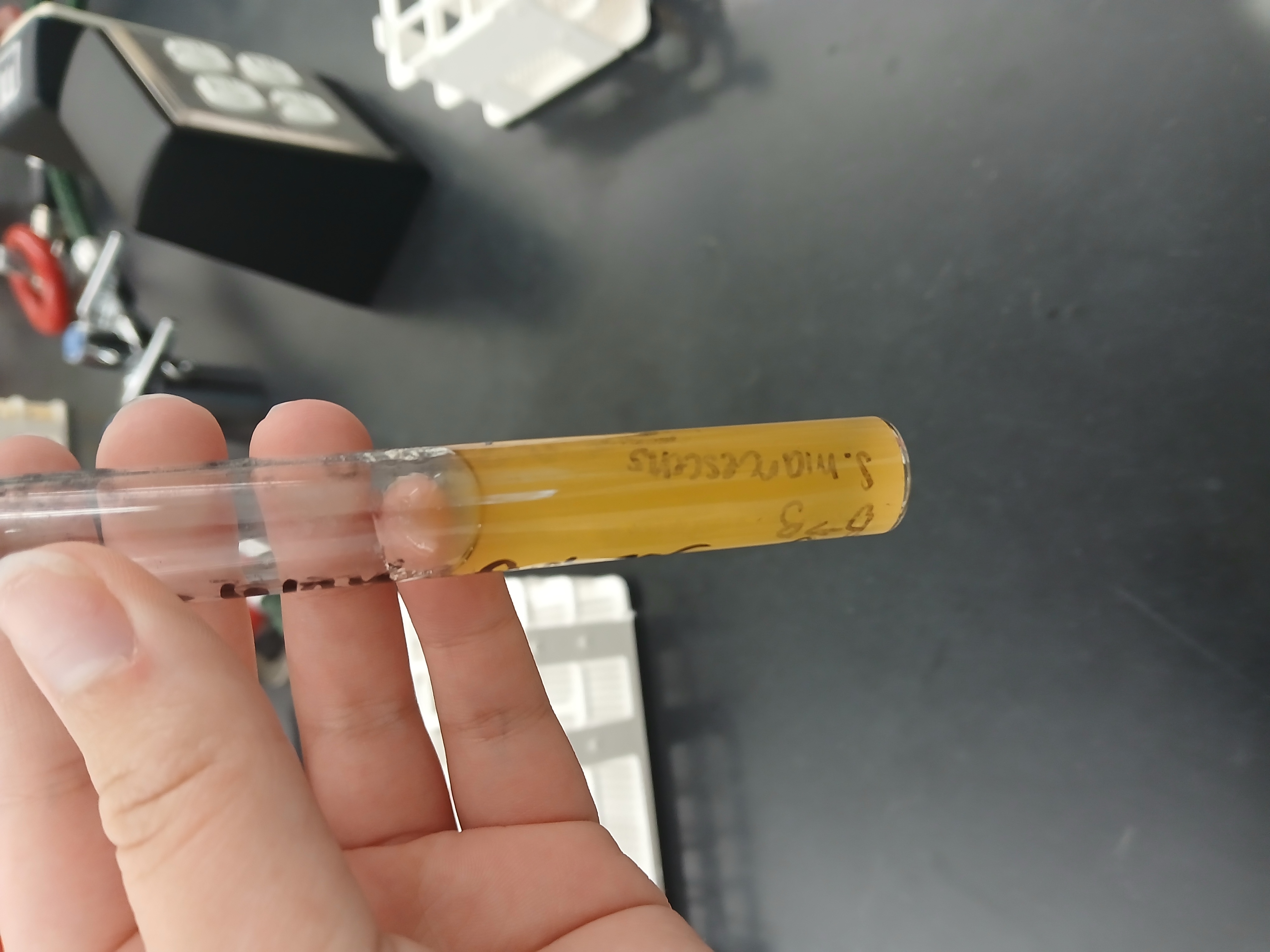 <p>The bacteria only multiply exactly along the line where the needle stabbed them. The surrounding agar remains perfectly clear, and the line of growth has sharply defined, clean edges.</p>
