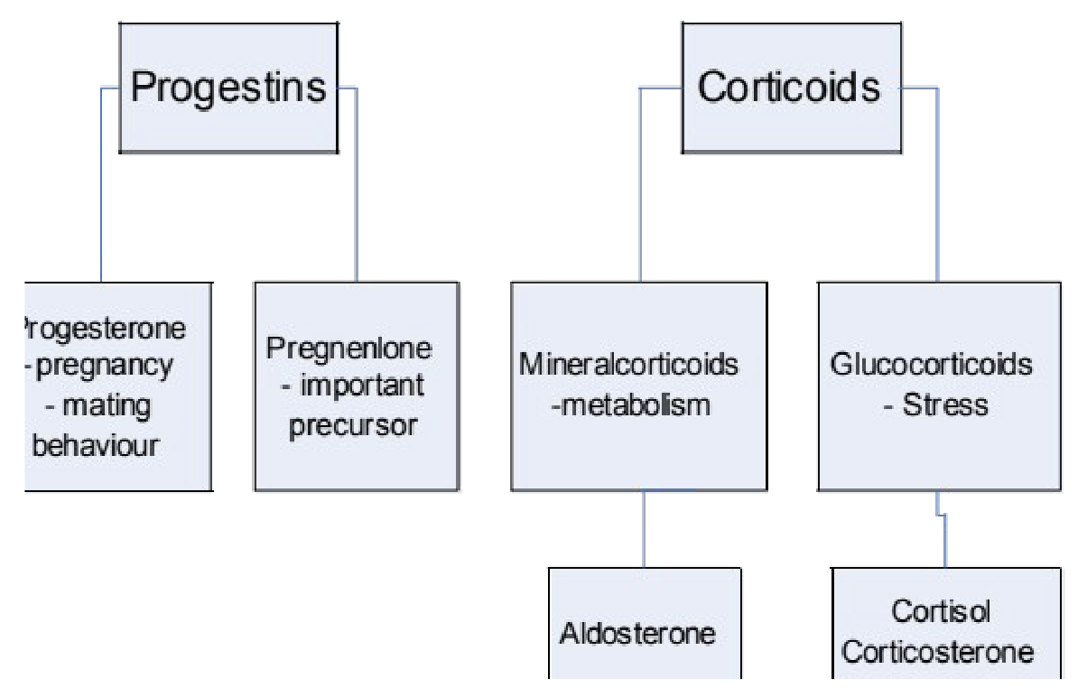 <p><strong><u>Progestins:</u></strong></p><ul><li><p><strong>Progesterone</strong>: Pregnancy and mating behaviour (many behavioural findings from laboratory animal studies)</p></li><li><p><strong>Pregnenolone</strong>: Important precursor to progesterone and a precursor for conversion from androgens to estrogens.</p></li></ul><p><strong><u>Corticoids:</u></strong></p><ul><li><p><strong>Glucocorticoids: </strong>Stress response</p><ul><li><p>Cortisol = main glucocorticoid in humans</p></li><li><p>Corticosterone = equivalent glucocorticoid measured in laboratory animals (e.g., rats, mice)</p></li></ul></li><li><p><strong>Mineralocorticoids</strong>: Metabolism (regulate electrolyte, salt, and water balance)</p><ul><li><p>Aldosterone</p></li></ul></li></ul><p></p>
