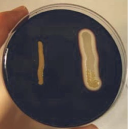 <ol><li><p>what test is this?/ what does it test for?</p></li><li><p>whats making this blue color?/ what media is this</p></li><li><p>which is a positive and negative result and explain what’s happening to yield such results</p></li></ol><p></p>