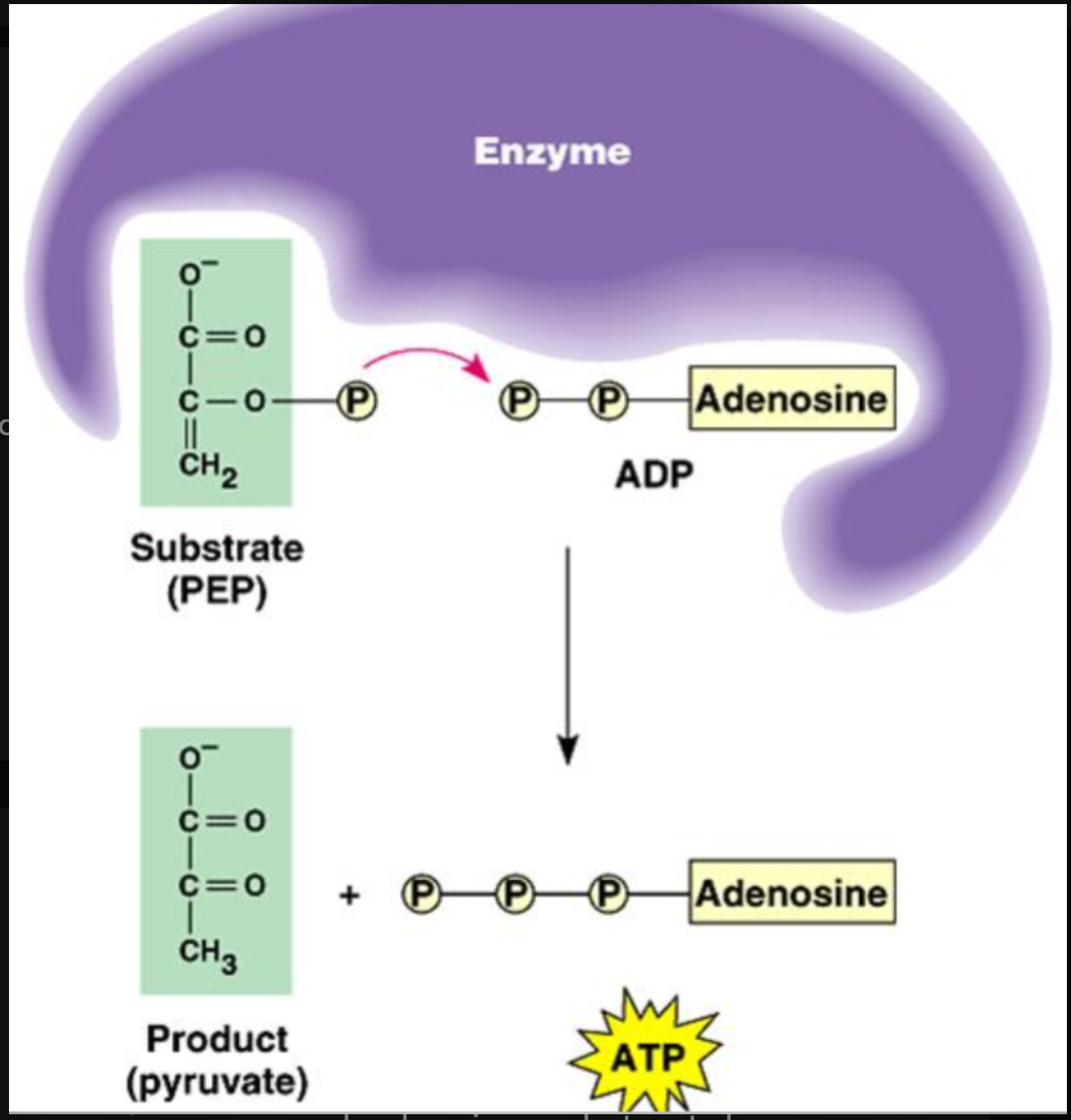 <ul><li><p>In this process, a <strong>phosphate group</strong> is physically moved from a high-energy "donor" molecule (the substrate) directly onto <strong>ADP</strong> (adenosine diphosphate) to create <strong>ATP</strong>.</p></li><li><p>Components:</p><ul><li><p><strong>ADP:</strong> The "empty battery" waiting to be charged.</p></li><li><p><strong>Phosphorylated Substrate:</strong> A metabolic intermediate molecule that is holding onto a phosphate group.</p></li><li><p><strong>NAD+ and FAD: </strong>Electron carriers that are reduced</p></li></ul></li></ul><ul><li><p><strong>Glycolysis:</strong> Happens in the <strong>cytosol</strong>. For every molecule of glucose, the cell nets 2 ATP through substrate-level phosphorylation.</p></li><li><p><strong>The TCA (Krebs) Cycle:</strong> Happens in the <strong>mitochondrial matrix</strong>. This cycle produces 1 ATP (or GTP) per turn via this method.</p></li></ul><p></p>