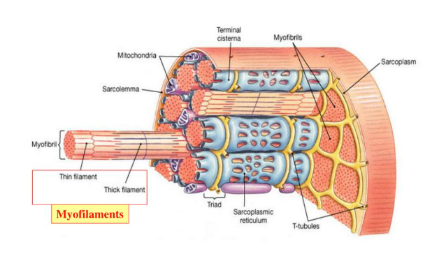 <p>What are myofibrils?</p>
