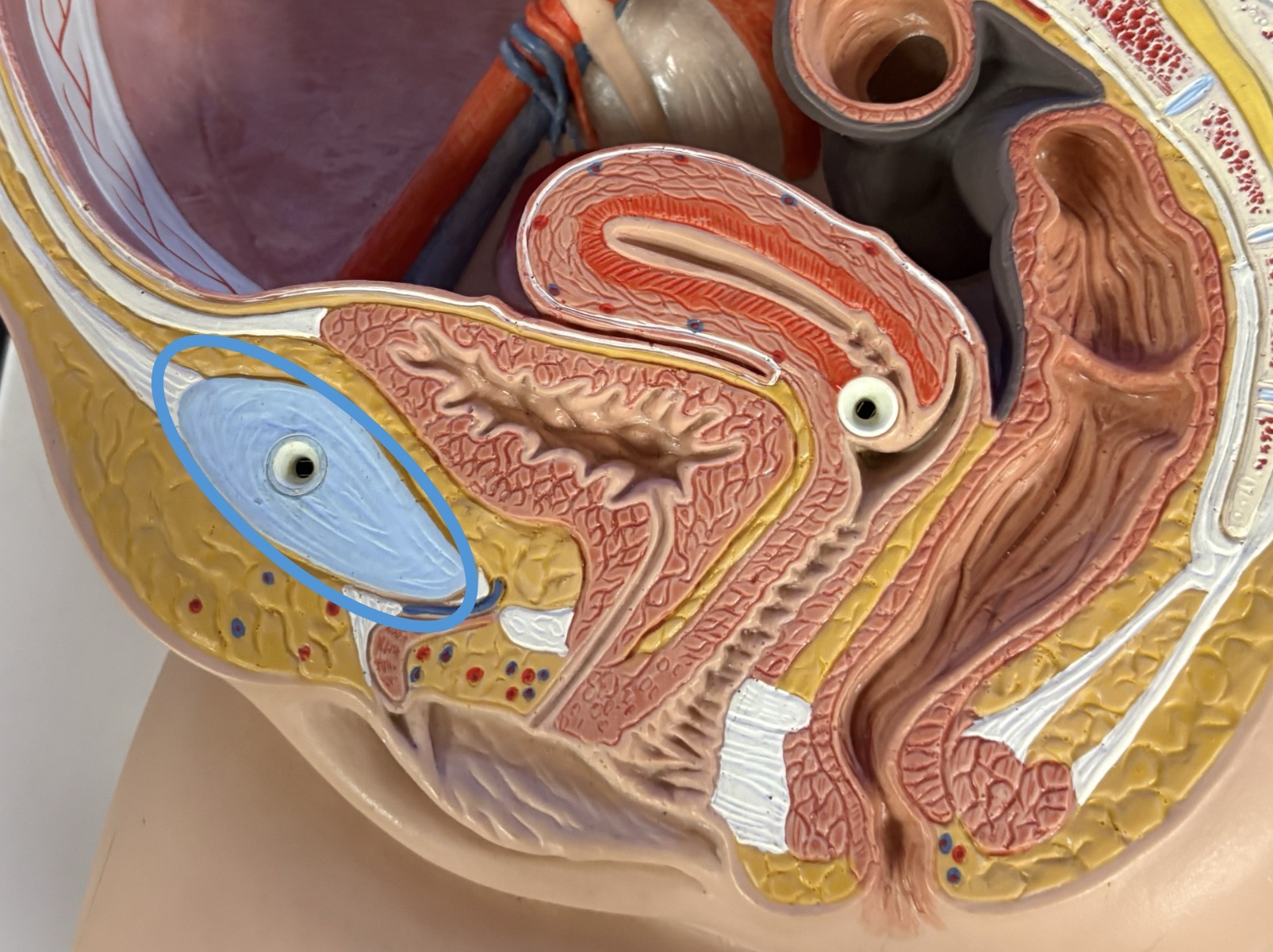 <p>connection between 2 pubic bones</p>