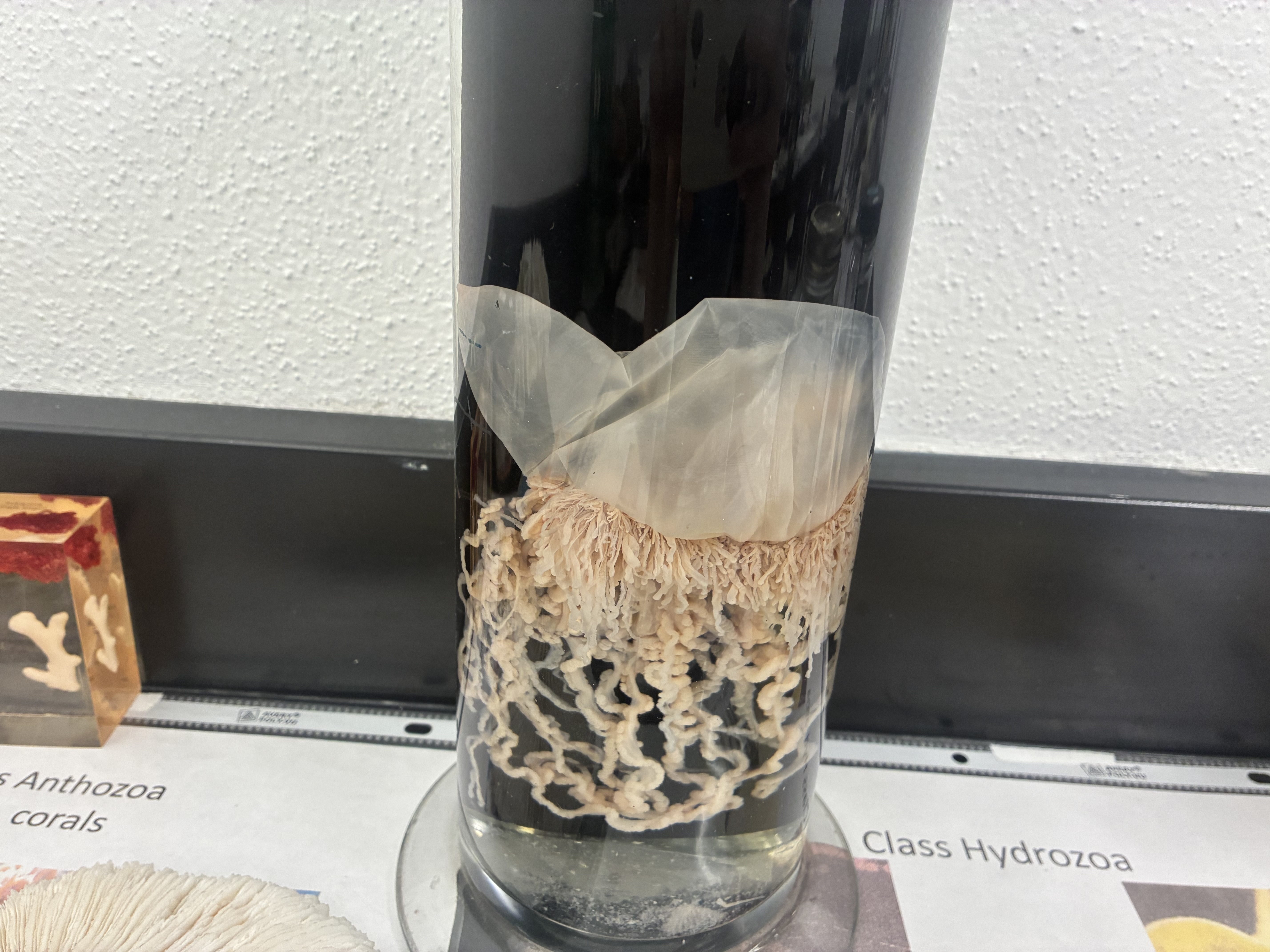 <p>Phylum, class, &amp; key characteristic?</p>
