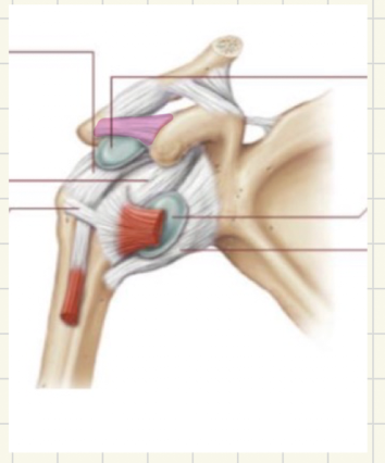 <p>what ligament is this </p>