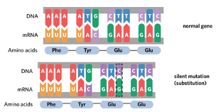 <p><span>new codon that codes for the same amino acid. Possible because genetic code is degenerate (redundant), meaning that more than one codon can specify the same amino acid. No effect on the organism (GA<strong>A</strong> became GA<strong>G</strong>) because instruction remains the same (both GAA and GAG code for the same amino acid). Mutation may occur in non-coding regions (introns) of DNA and will have no effect on the phenotype (differences in the number of short-tandem repeats (STRs) usually do not affect an individual’s traits). </span></p>