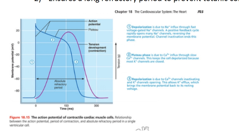 <p>AP of contractile cells</p>
