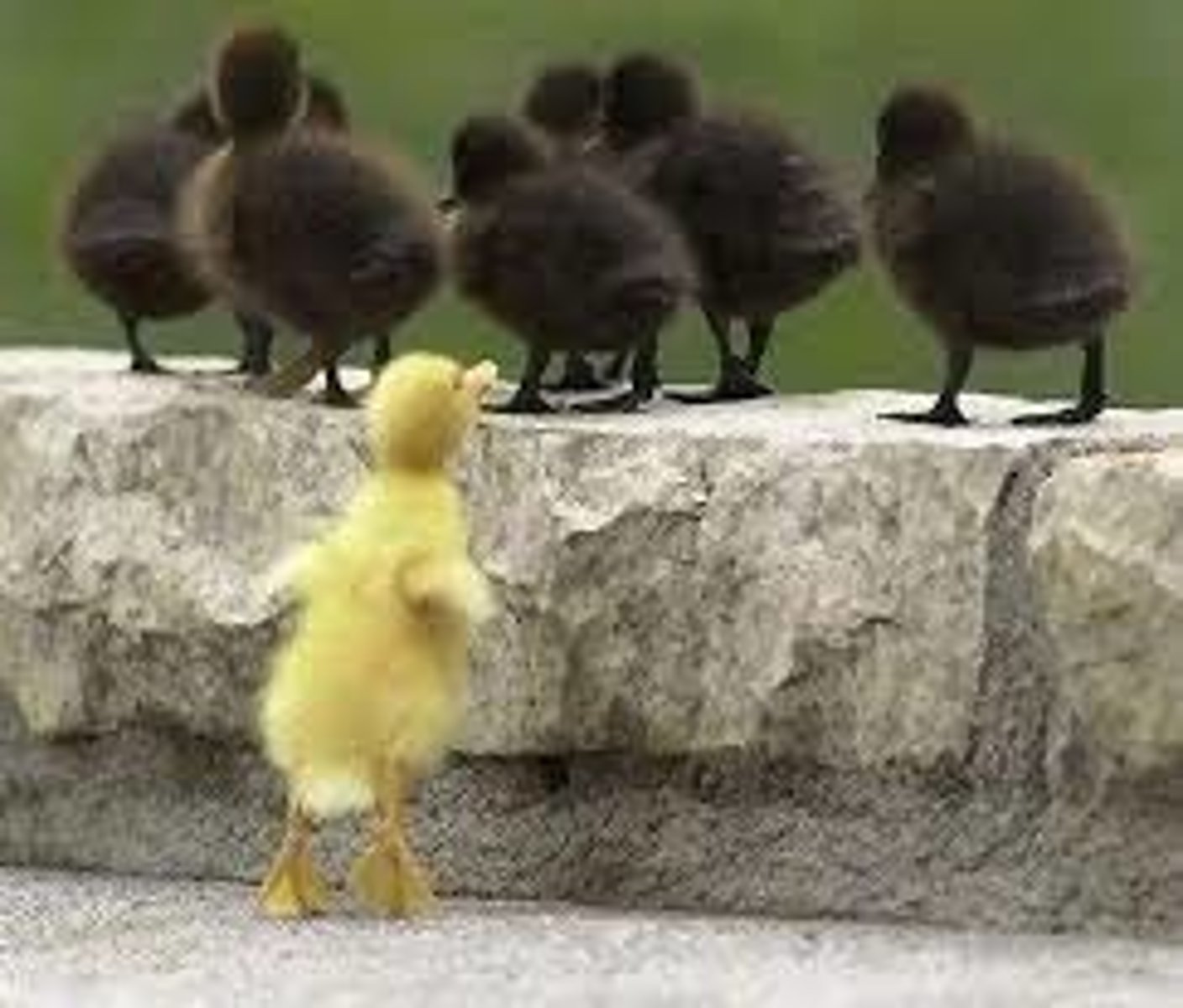<p>An unjustifiable (and usually negative) attitude toward a group and its members. It generally involves stereotyped beliefs, negative feelings, and a predisposition to discriminatory action.</p>