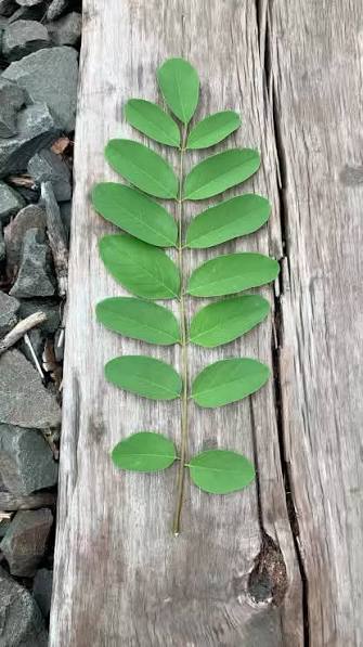 <p>What leaf type</p>