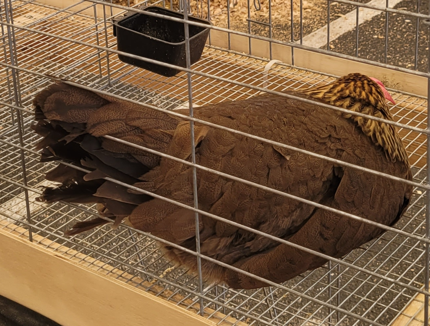 <p>What kind of hen is this?</p>