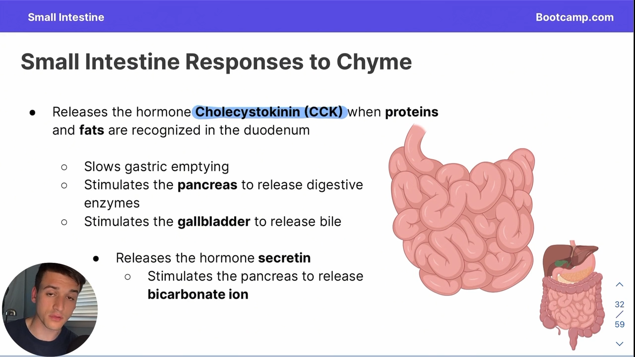 <p>It promotes the release of digestive enzymes</p>