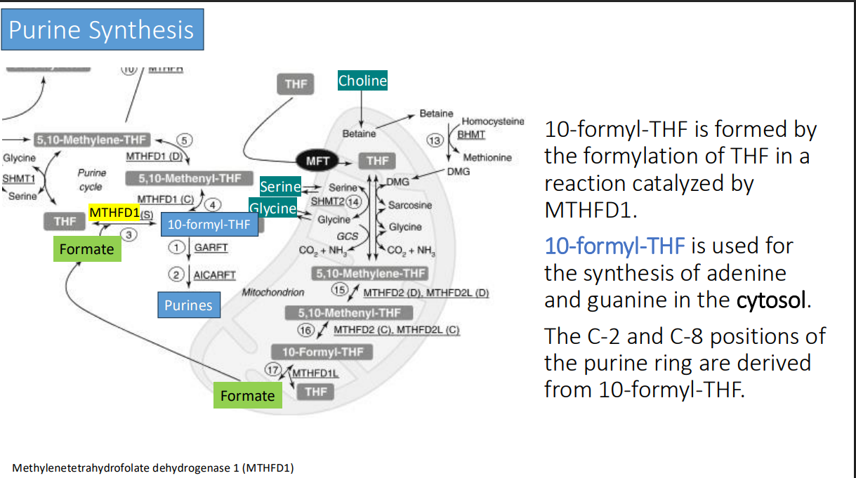 <p>10-formyl-THF</p>