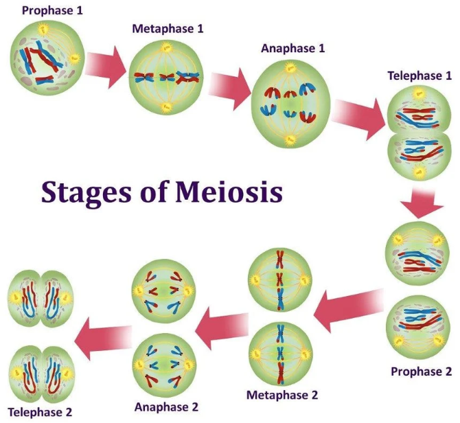 <p>BEFORE: interphase: replicates DNA (duplicate chromosomes, still considered 46 bc attached) <sub><sup>+ cell grows + carries out cell processes</sup></sub></p><ul><li><p>prophase I</p><ul><li><p>chromosomes condense</p></li><li><p><span style="line-height: 20.925px;">homologs come tgt/synapse (pair up, physically join. approx. same size, have same types of genes in the same locations) </span></p></li><li><p><span style="line-height: 20.925px;">non-sister chromatids of homologous chromosomes physically cross each other (crossover/recombination) (exchange sections of DNA/some alleles, patchwork) (every chromosome in every gamete contains a new random/unique mix of maternal and paternal alleles) </span></p></li><li><p><span style="line-height: 20.925px;"><sub><sup>spindle apparatus forms; nucleus disassembles</sup></sub></span></p></li></ul></li><li><p><span style="line-height: 20.925px;">metaphase I</span></p><ul><li><p>homologous pairs line up in the middle of the cell tgt randomly (independent assortment, leads to genetic variation)</p></li></ul></li><li><p>anaphase I</p><ul><li><p><span style="line-height: 20.925px;">spindle fibers help separate homologous pairs </span><span style="line-height: 17.4375px;">(not pulling apart sister chromatids like in mitosis)</span><span style="line-height: 20.925px;">; 1 homolog goes to either end</span></p></li><li><p><span style="line-height: 20.925px;">principle of segregation</span></p></li></ul></li><li><p><span style="line-height: 20.925px;">telophase I and cytokinesis</span></p><ul><li><p>2 newly formed nuclei, split cytoplasm into 2 genetically diff daughter cells prior to gamete formation</p></li></ul></li><li><p>prophase II</p><ul><li><p><span style="background-color: rgba(0, 0, 0, 0); line-height: 20.925px;">have chromosomes, spindle fibers start to form, nucleus disassembles</span></p></li></ul></li><li><p><span style="background-color: rgba(0, 0, 0, 0); line-height: 20.925px;">metaphase II</span></p><ul><li><p>replicated chromosomes line up in the middle of the cell (not in pairs, just the ‘X’)</p></li></ul></li><li><p>anaphase II</p><ul><li><p><span style="line-height: 20.925px;">sister chromatids separate and go to opposite sides of the cell </span><span style="line-height: 17.4375px;"><sub><sup>(chromatids no longer attached and on their own, called chromosomes)</sup></sub></span></p></li></ul></li><li><p><span style="line-height: 17.4375px;">telophase II</span></p><ul><li><p><span style="background-color: rgba(0, 0, 0, 0); line-height: 20.925px;">nuclei reform, total 4 daughter cells (each have 1 chromosome)</span></p></li><li><p><span style="background-color: rgba(0, 0, 0, 0); line-height: 20.925px;">cytokinesis - completely split the cytoplasm</span></p></li></ul></li></ul><p></p>