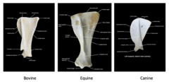 <p>all things in common except acromion process, which is present in bovine and canine, but absent in equine. (note: spine of scapula more or less prominent/palpable depending on nutritional status of animal, especially equine)</p>
