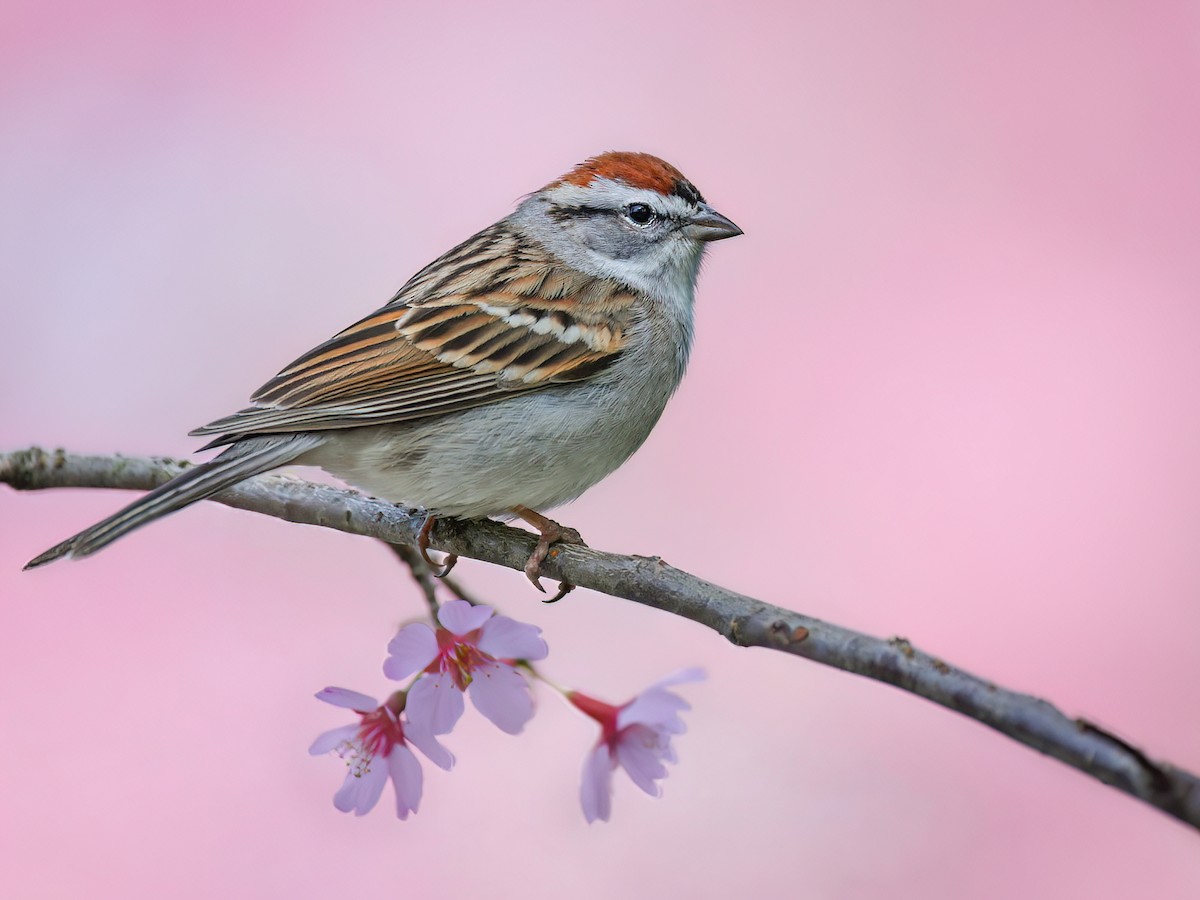 <p>Chipping Sparrow</p>