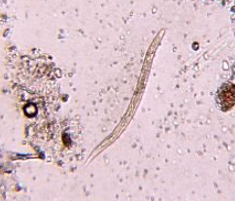 <p><span style="background-color: rgba(0, 0, 0, 0); line-height: 19.7625px;">What is the species in this photo?</span></p>