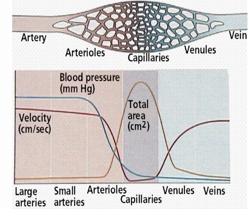 <p>Look at the distribution in the cardiovascular system and explain it</p>