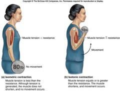 <p>higher concentration of glycogen and phosphocreatine</p><p>contract rapidly</p><p>ATP supplied mostly from anaerobic respiration</p><p>Fatigues rapidly due to high lactate production rate</p><p>fewer capillaries and mitochondria</p>
