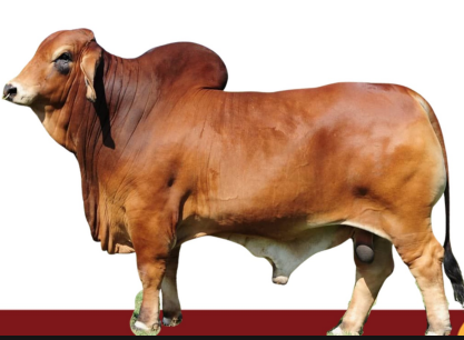 <ul><li><p>Beed or draft</p></li><li><p>India or usa</p></li><li><p>hump, heat tolerant, loose skin</p></li></ul><p></p>