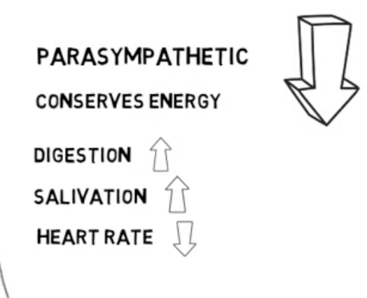 <p>A network of nerves that calms your body (Conserves energy) often described as being involved in rest and digest reponses</p>