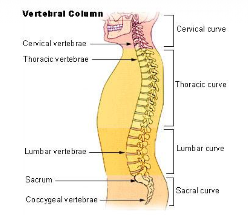 <p><span>Coccygeal vertebrae</span></p>