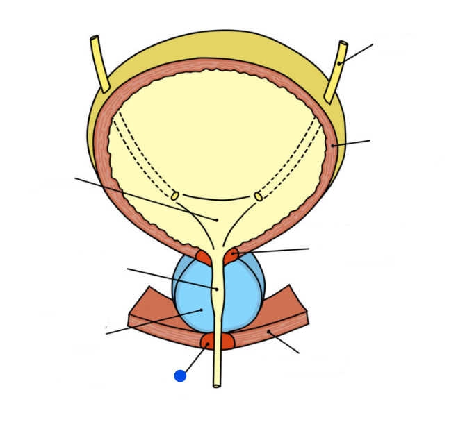 <p>and what muscle</p>