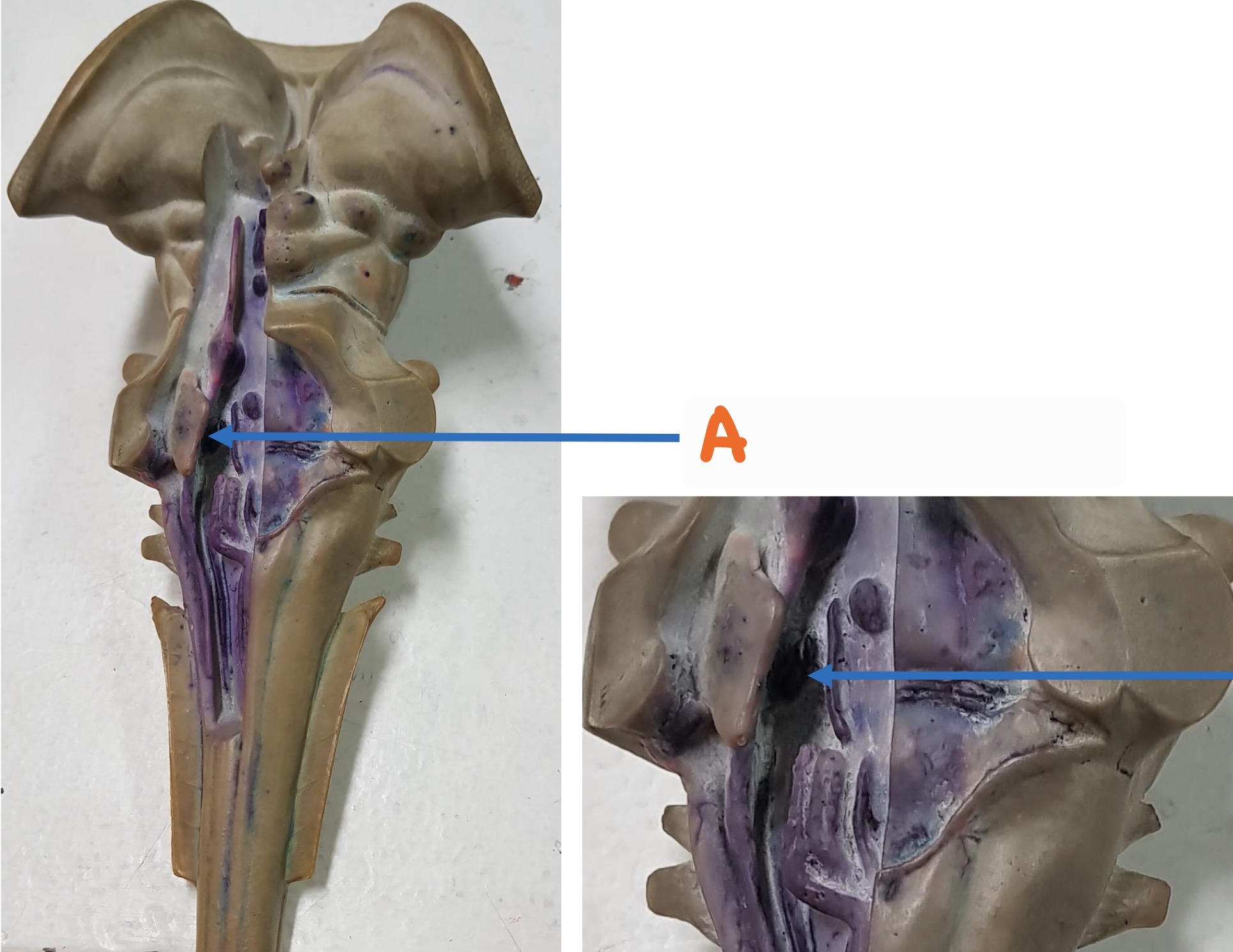 knowt flashcard image