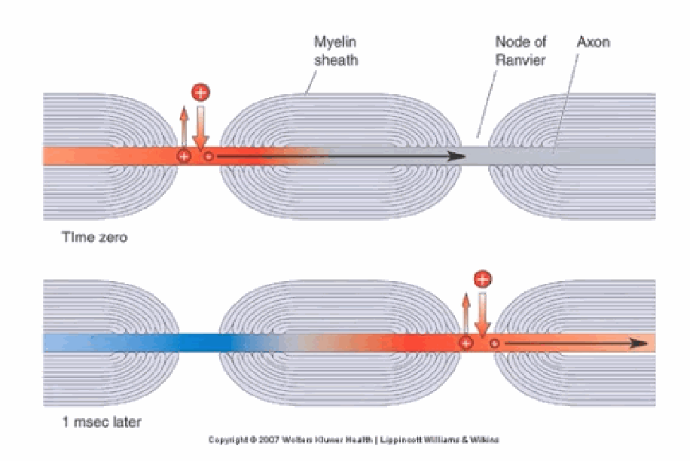 <p>It's the “leaping” of action potentials from one node of Ranvier to the next. Nodes have very high densities of Na+/K+ channels, giving high permeability when open, while the myelinated internodal regions are insulated, making it very difficult for ions to cross between the intracellular and extracellular space there.</p>