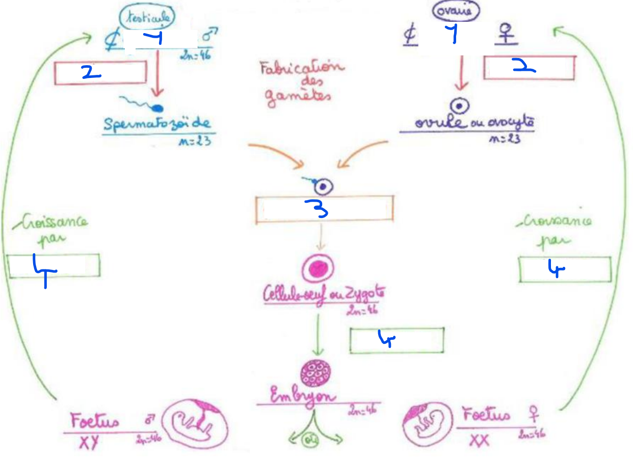 <p>3 = </p>