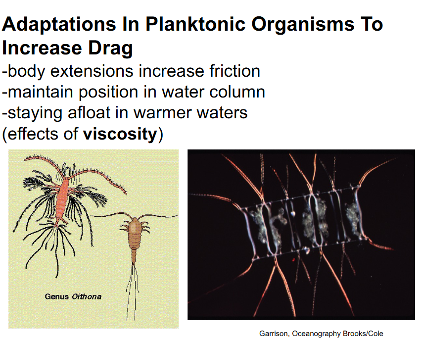 <p>-body extensions increase friction and drag so they can stay afloat easier</p><p>-maintain position in water column</p><p>-staying afloat in warmer waters (effects of viscosity, cold water is more viscous compared to warmer water)</p>