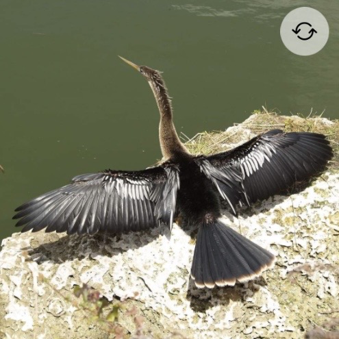 <p>Anhinga</p>