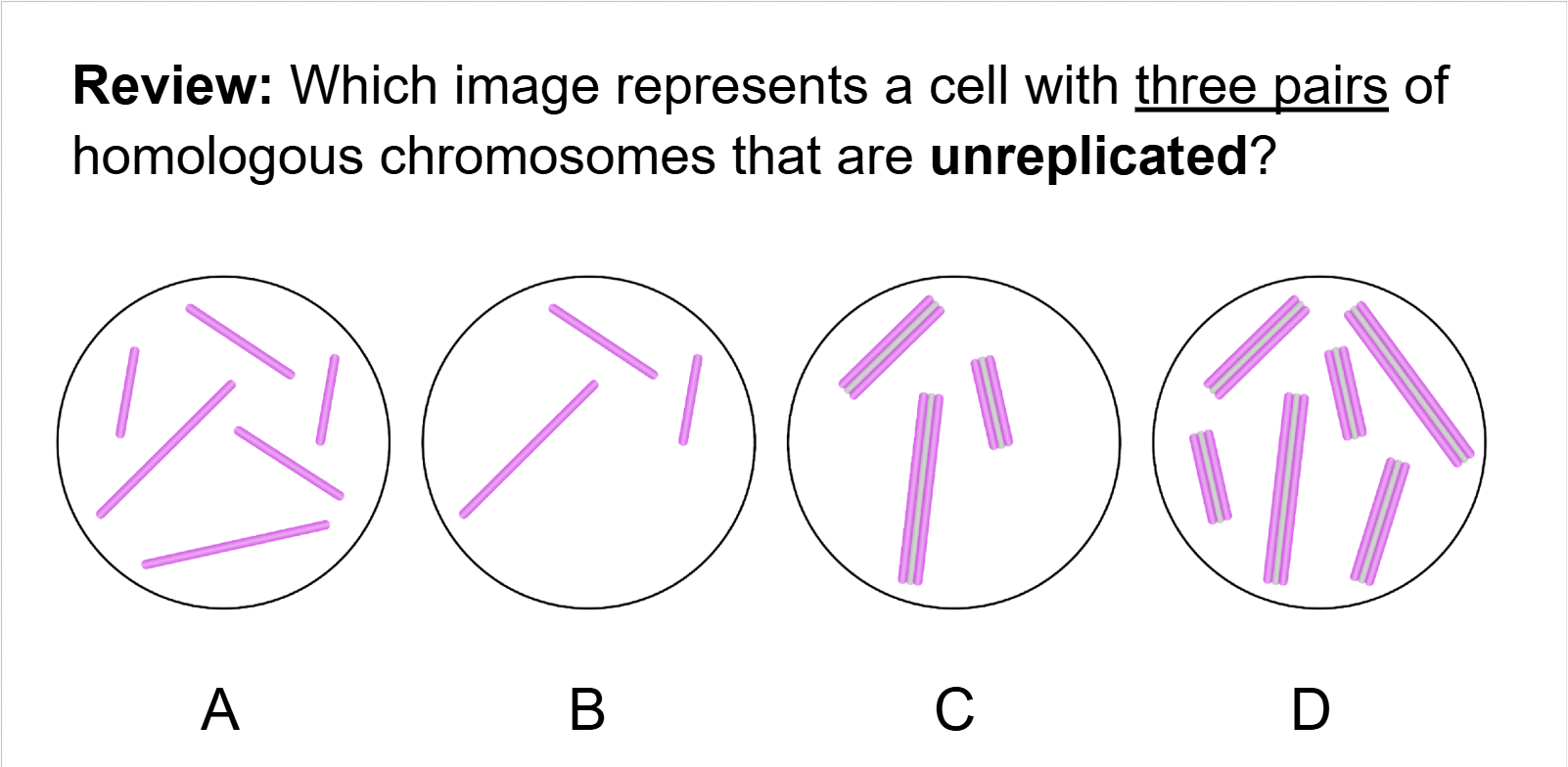 <p><span style="background-color: transparent;"> A cell with t<strong>hree pairs homologous chromosome</strong>s will have three <em>different types of chromosome</em>s, <em>represented by different lengths</em>, and <em>two copies of each type</em>. </span></p><p><span style="background-color: transparent;">what two options have<em> three different types of chromosomes</em>, but only <strong>one copy of each</strong>,= does not show pairs of homologous chromosomes. </span></p><p><span style="background-color: transparent;">what two options both have <strong>three pairs of homologous chromosomes,</strong> but the chromosomes in option …..  are <strong>replicated </strong>- this is indicated by the t<strong>wo sister chromatids tightly held together.</strong></span></p><p><span style="background-color: transparent;">*** predict whether any of these cells are undergoing mitosis. Because these chromosomes represent <strong>condensed DNA,</strong> they are <strong>likely in some stage of cell division</strong>. Option …. is likely in prophase prior to lining up at the metaphase plate.</span></p><p></p><p><span style="background-color: transparent;">what are some reasons that a cell might divide?</span></p><ul><li><p><span style="background-color: transparent;">….. reproduction</span></p></li></ul><ul><li><p><span style="background-color: transparent;">Growth and development</span></p></li></ul><ul><li><p><span style="background-color: transparent;">… renewal and repair</span></p></li></ul><p></p>